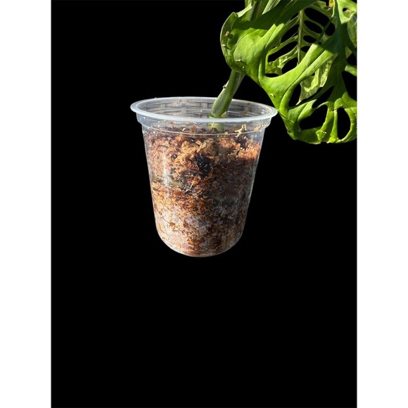 Monstera Esqueleto Top Cutting, Exact Plant Ships Nationwide - Picture 4 of 4